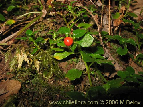 Bild von Nertera granadensis (Rucachucao / Coralito / Quelligüenchucaou). Klicken Sie, um den Ausschnitt zu vergrössern.